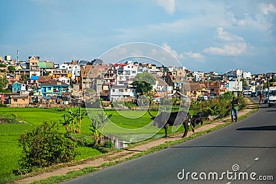 slum houses in the background and bright green rice fields. Traditionally Editorial Stock Photo