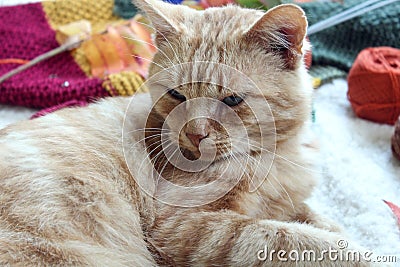 Slumbering red cat on the background of needlework, close-up, side view Stock Photo