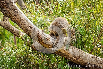 Slumped koala sleeping on a branch in Australia Stock Photo