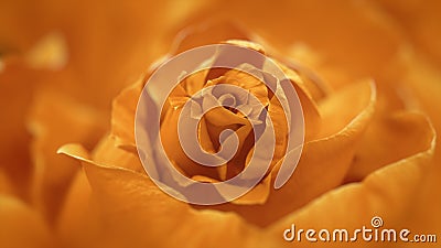 Slut upp av öppningsapelsinrosen, blommande orange rosor Slut upp av öppningsapelsinrosen, blommande orange rosor