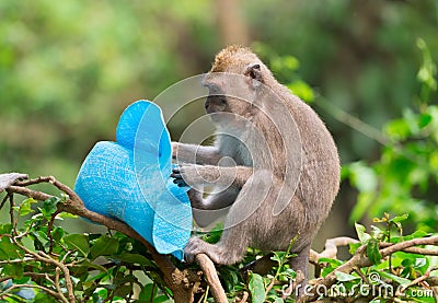 Sly monkey with stolen hat Stock Photo