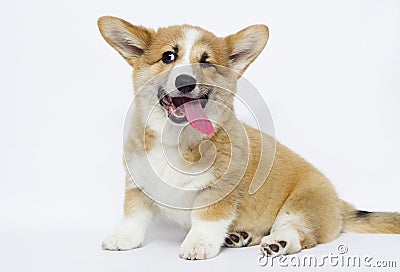 Sly puppy blinks an eye, welsh corgi Stock Photo