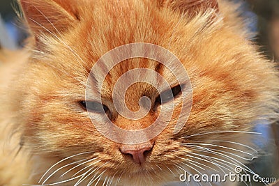 Sly red cat closeup Stock Photo