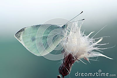 Small white butterfly genus Pieridae sitting on flower. Stock Photo