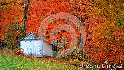 Small abandoned barn and autumn trees Stock Photo