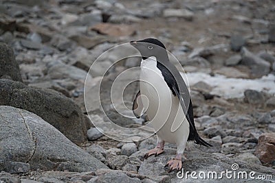 Small adelie pinguin walking on the rocks Stock Photo