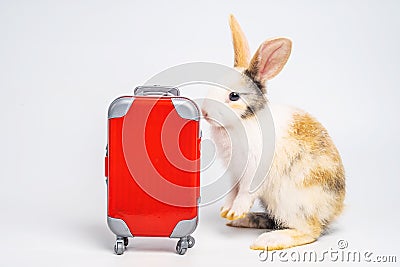 Small adorable bunny or rabbit traveler with red luggage with airplane, going on vacation. Travel concept on white background Stock Photo