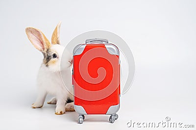 Small adorable bunny or rabbit traveler with red luggage with airplane, going on vacation. Travel concept on white background Stock Photo