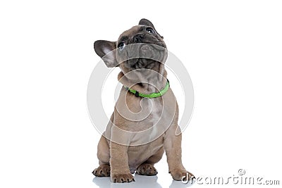 Small adorable french bulldog wearing collar and looking up Stock Photo