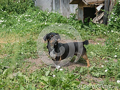 A small adult black dog stands in the yard near his kennel and looks Stock Photo