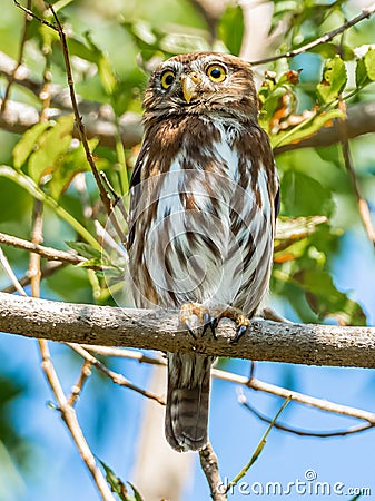 Small Adult Ferruginous Pygmy Owl Stock Photo