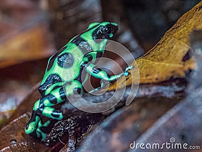 Small Adult Green And Black Poison Dart Frog Stock Photo