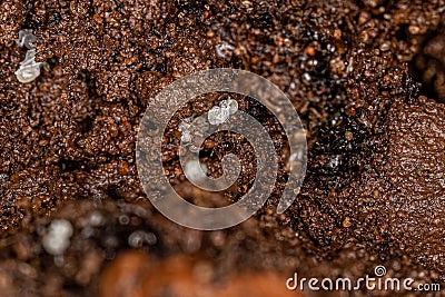 Small Adult Myrmicine Ants Stock Photo