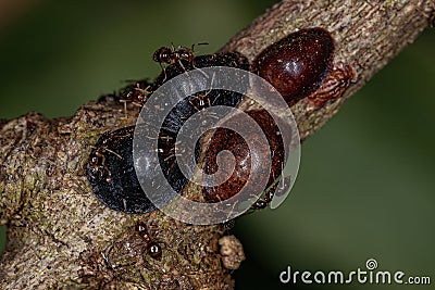 Small Adult Rover Ant and Scale Insects Stock Photo