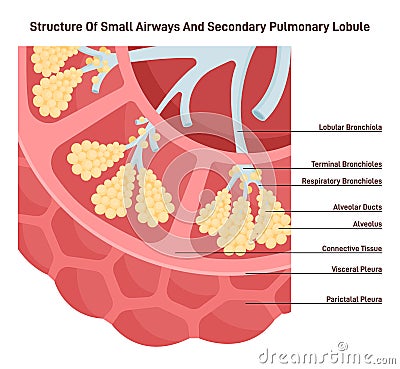 Small airways and secondary pulmonary lobule structure. Alveoli, bronchiole Vector Illustration