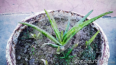 A SMALL ALOE VERA PLANT Stock Photo