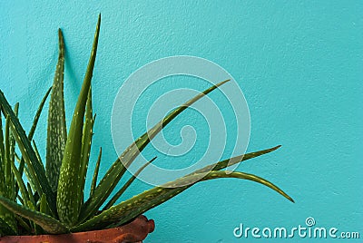 Small Aloe Vera plants with pastel cement wall Stock Photo