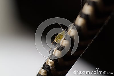 Small Alphid Up Close Macro Shot Insect Climbing Up A Wire Stock Photo