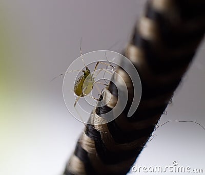 Small Alphid Up Close Macro Shot Insect Climbing Up A Wire Stock Photo