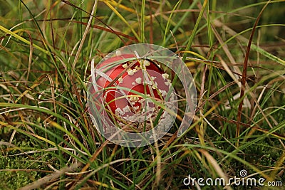 Small Amanita muscaria hidden in the grass Stock Photo