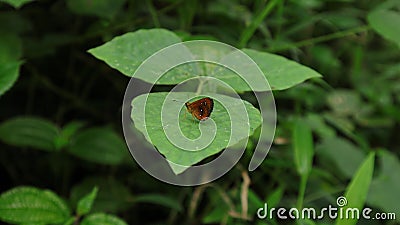 A small amber color butterfly with white dots resting on top of a wild leaflet Stock Photo