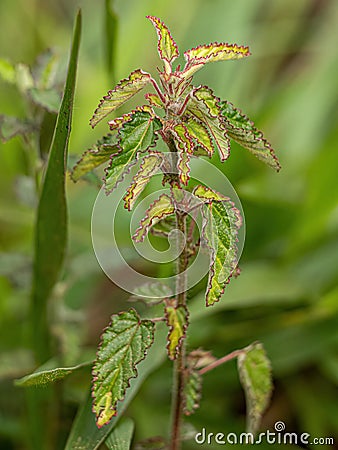 Small Angiosperm Plant Stock Photo