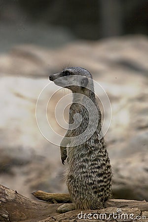 Small animal mammal meerkat in closeup in natural habitat Stock Photo