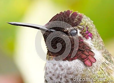 Detailed Headshot of an Annas Hummingbird Feathers Stock Photo