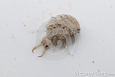 A small ant-lion larvae Stock Photo