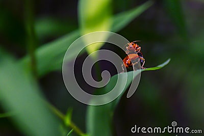 The small ants orange insect, lover ants ,relationship concept idea of love and friendship Stock Photo