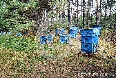 A small apiary, bee yard with many blue beehives with honeybees transported to the pine forest close to a sunflower field Stock Photo