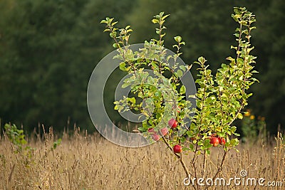 Small apple tree Stock Photo