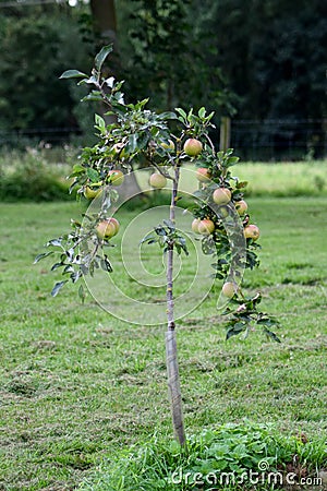 Small Apple Tree growing in a garden Stock Photo