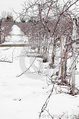 Small Apple Trees During Wintertime Stock Photo