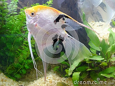 Small Aquarium with orange white fish and seaweeds ecosystem water background Stock Photo