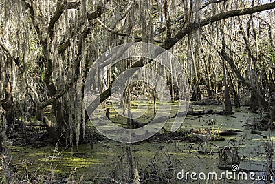 Florida Swampland in Myakka Stock Photo