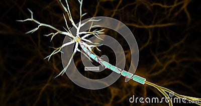 Small arteries, called vasa nevorum, supply blood to nerves and the myelin sheaths covering nerve axons Stock Photo