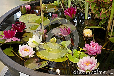 A small artificial pond in the garden Stock Photo