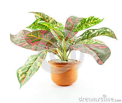 Small artificial tree in a pot Stock Photo