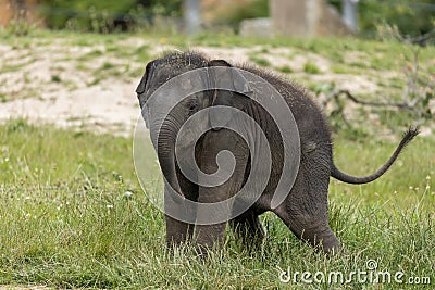 Very small elephant puppy in zoo Stock Photo