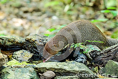 Small asian mongoose eating water in the pond Stock Photo