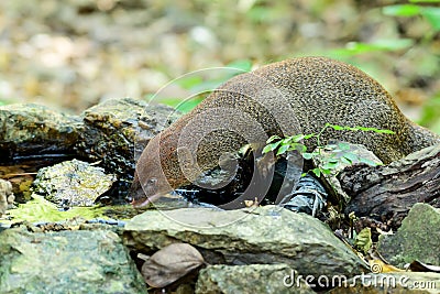 Small asian mongoose eating water in the pond Stock Photo