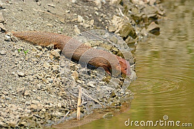 Small asian mongoose Stock Photo