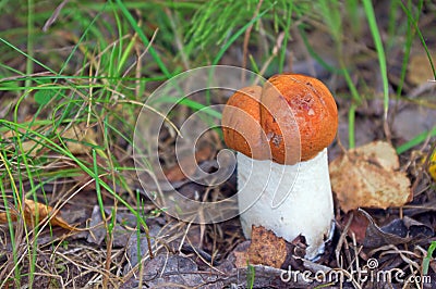 Small aspen mushroom Stock Photo