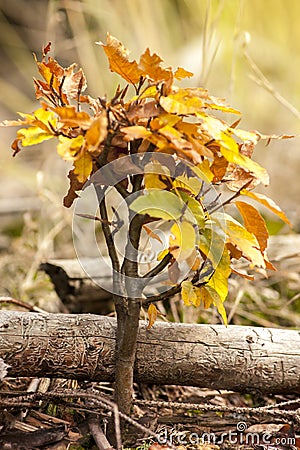 Small Autumn Beech Tree Stock Photo