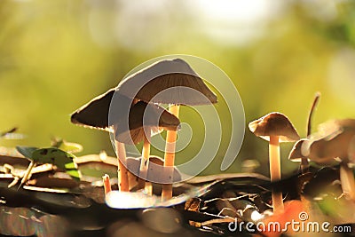 Small autumn mushrooms in sunlight Stock Photo
