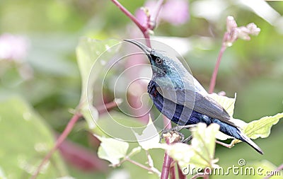 A small Avion in a green creeper Stock Photo