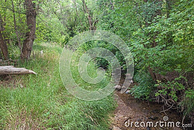 Small babbling brook at Cascade Springs National Park Stock Photo