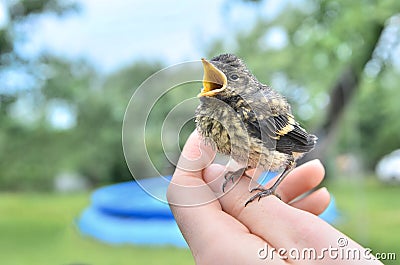 Small baby bird chaffinch Stock Photo