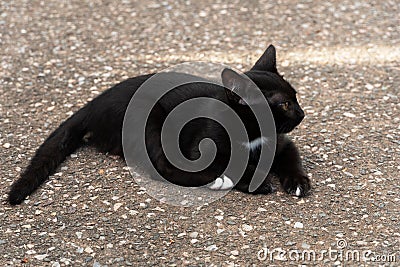 Small baby black cat sitting on the road Stock Photo